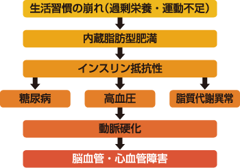 生活習慣の崩れ（過剰栄養・運動不足）→内臓脂肪型肥満→インスリン抵抗性→糖尿病・高血圧・脂質代謝異常→動脈硬化→脳血管・心血管障害