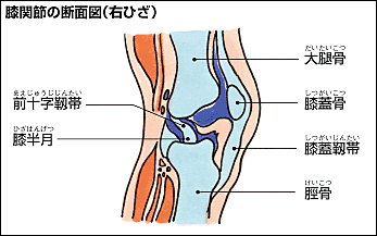 膝関節の断面図（右ひざ）