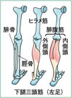 下腿三頭筋（左足）