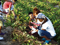 Harvesting sweet potatoes at Kake Farm