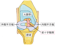 前十字靱帯