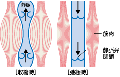 筋のポンプ作用（ミルキングアクション）