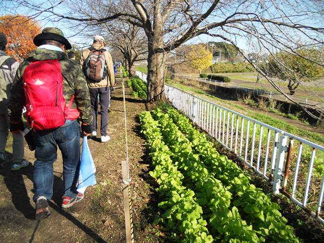 ②菜の花