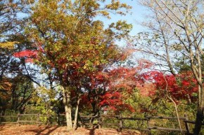 ③紅葉その１