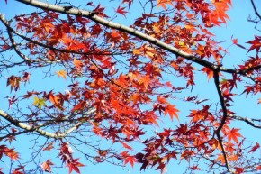 ④紅葉その２